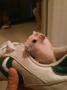 ハムスター大好き布谷です＾＾