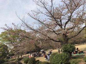 桜と写真加工